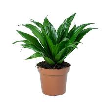 Image result for Dracaena fragrans