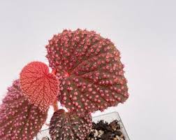 Image result for Begonia iucunda