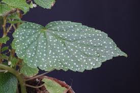 Image result for Begonia rostrata