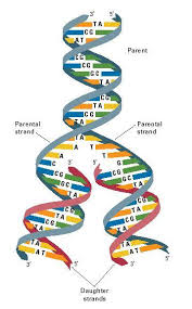 A dna nucleotide is made of a molecule of sugar, a molecule of phosphoric acid, and a molecule called a base. When Dna Is Replicated Or Copied The Ladder Splits As The Bases Separate New Units Are Added To Each Half Of The Dna Molecule How Does This Create Two Identical Molecules Of