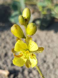 Image result for Senna italica