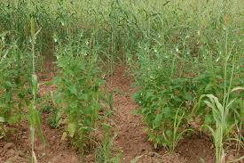 Image result for Sesamum