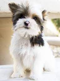 Contact us to get your newest terrier for sale micro teacup yorkie for adoption teacup parti yorkie puppies for sale mini yorkie. Teacup Parti Yorkie Yorkshire Terrier Yorkie Puppy Yorkie