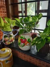 Money Plants Money Plant Plants Garden Pottery