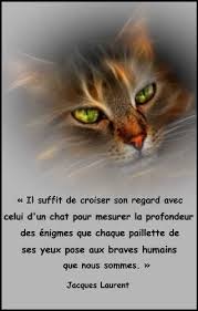 Gifs Images Citations Chats Imprimables Citation Chat Image Citation Citation Anniversaire