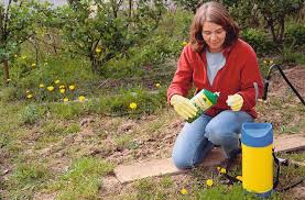 Da würde man am liebsten zur giftspritze greifen, oder? Giersch Mit Umweltschonenden Mitteln Bekampfen Ratschlag Garten