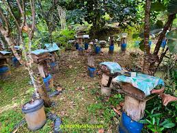 Melipoly stingless bee honey 500gm. Stingless Bee Kelulut Farming In Sabah Mysabah Com