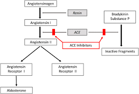 Image result for ACE Inhibitor