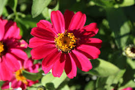 Image result for Zinnia angustifolia