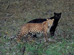 There are also black leopards, too, whose spots are hard to see because their fur is so dark. The Eternal Couple Leopard And Black Panther Couple Spotted Together In A Rare Moment India News India Tv