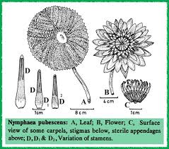 Image result for Nymphaeaceae
