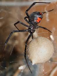 If you are having trouble, contact us and we will help you identify the spider pro. Bee Hive And Black Widow Removal Ryan The Bug Man Bridge