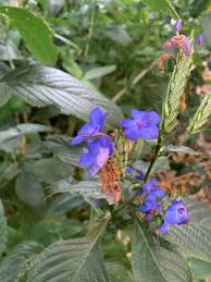 Image result for Eranthemum pulchellum