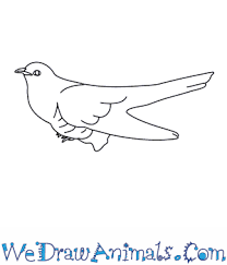 You don't need advanced drawing skills to create this simple cartoon character. How To Draw A Cuckoo