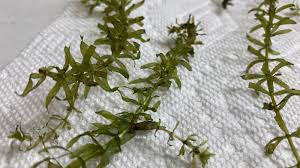 Image result for Hydrilla verticillata
