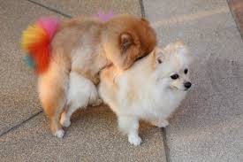 The most common way to stop humping is to have your dog neutered or spayed. How To Stop Dog Humping Thedogtrainingsecret Com Thedogtrainingsecret Com