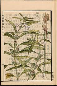 Image result for Sesamum