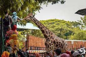 Luas area bandung zoo hampir mencapai 14 hektar dengan lingkungan asri dan nyaman. Kebun Binatang Yang Tidak Terawat Ulasan Kebun Binatang Surabaya Kbs Surabaya Indonesia Tripadvisor