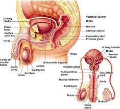 Posted by elma riahdita posted on september 21, 2019 with no comments. Reproductive System Senior Hsa Project 2014
