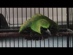 Maybe you would like to learn more about one of these? Download Cucak Ijo Njambul Ngentrok Teler Mp3 Mp4 3gp Flv Download Lagu Mp3 Gratis