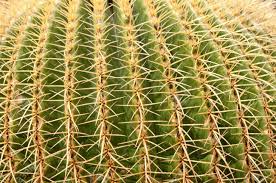 Close up of a hand holding a cactus in the tree shop. Close Up Of Golden Barrel Cactus Stock Photo Picture And Royalty Free Image Image 11966256