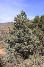 Image result for Cupressus arizonica
