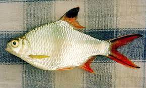 Selain itu lampam jawa mampu membesar sehingga 45 cm panjang. Mengenal Fisiologi Ikan Lampam Ekor Merah Umpan