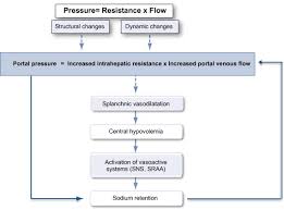 Diagram Of Pathophysiology Of Portal Hypertension The