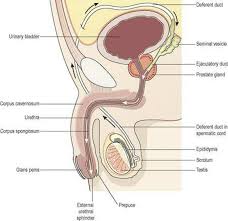 Associate degree nursing physiology review. The Reproductive Systems Ross And Wilson Anatomy And Physiology In Health And Illness 11e