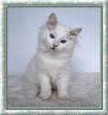 Ragdoll Cats Cat Breed Information, Pictures ...