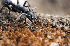 What is the biggest ant ever found? Big Builder Ants And Tiny Guard Ants Live Together In One Nest New Scientist