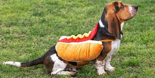 45 Funny Dog Halloween Costumes Cute Dog Costume Ideas
