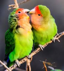 Types Of Birds You Can Have As Pets Lovebird Health Problems You Should Know Cute Animal Names In 2020 Pet Birds Love Birds Cute Animal Names