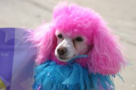 Contains no ammonia or peroxide. Dog Hair Dyes The Truth Behind A Colorful Canine Fad