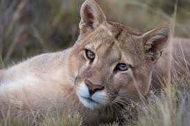 It is one of the oldest and most important teams in mexico. Pumas Off 61 Www Ozatashipyard Com