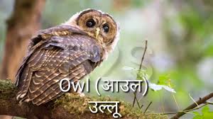 Birds Name Hindi And English With Image