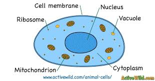 Printable animal cell diagram to help you learn the organelles in an animal cell in preparation for your test or quiz. What Is An Animal Cell Facts Pictures Info For Kids Students Animal Cell Drawing Animal Cell Plant And Animal Cells