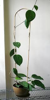 Image result for Polystachya hastata