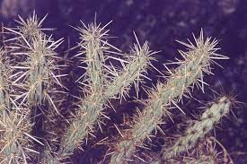 I bought this from a shop last year, i don't know whether its a cactus or a succulentlearn the definition of a succulent plant and why they are called a fat plant. or some. Cactus Dermatitis