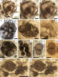 Image result for Dark Brown 1983 Tappan