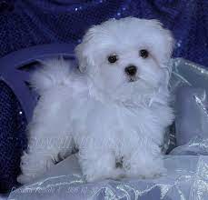 Maltese Puppies Maltese Breeders Maltese Puppies For Sale Maltese Puppy Maltese Puppies For Sale Teacup Puppies Maltese