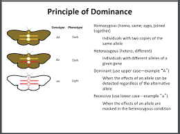 The principle of dominance is perhaps the most obvious principle of rational choice and serves as the cornerstone of decision theory.footnote 1 if a decision set contains a dominant strategy. Print Usc Fnp Bridge Course 4 3 Mendelian Inheritance Flashcards Easy Notecards