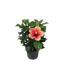 Check spelling or type a new query. Hibiscus In Various Colors For A Good Spring Feeling Florastore