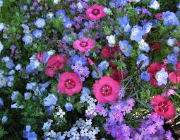 Dianthus Zones 3 8 And Said To Be Deer Resistant Dianthus Flowers Dianthus Gratianopolitanus Flower Garden Plants