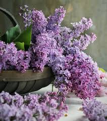 The Month Of May Was Come When Every Lusty Heart Beginneth To Blossom And To Bring Forth Fruit For Like As Her Lilac Flowers Lilac Gardening Lilac Tree