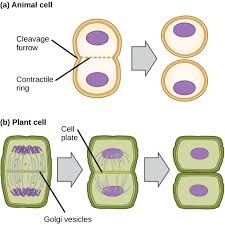 Plant cell mitosis and interphase. The Cell Cycle Biology Concepts And Challenges Openstax Cnx