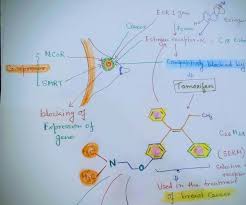 Image result for Selective Estrogen Receptor Modulator