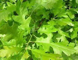 Image result for Quercus macrocarpa