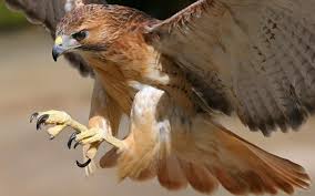 Red Tail Hawk Unique Animals Animals Animals Wild