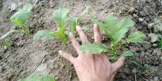 Jenis sayuran ini kadang disebut sebagai daun rucola atau daun rocket, sebab bentuknya yang menyerupai roket. Cara Mudah Buat Baja Organik Guna Rumput Kebun Bandar